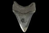 Serrated, Fossil Megalodon Tooth - Georgia #114617-2